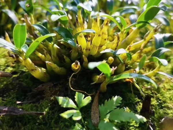 仿野生霍山石(米)斛种植户自产自销