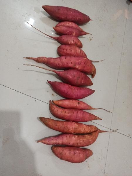 供应红薯,大量供应西瓜红，15031909588