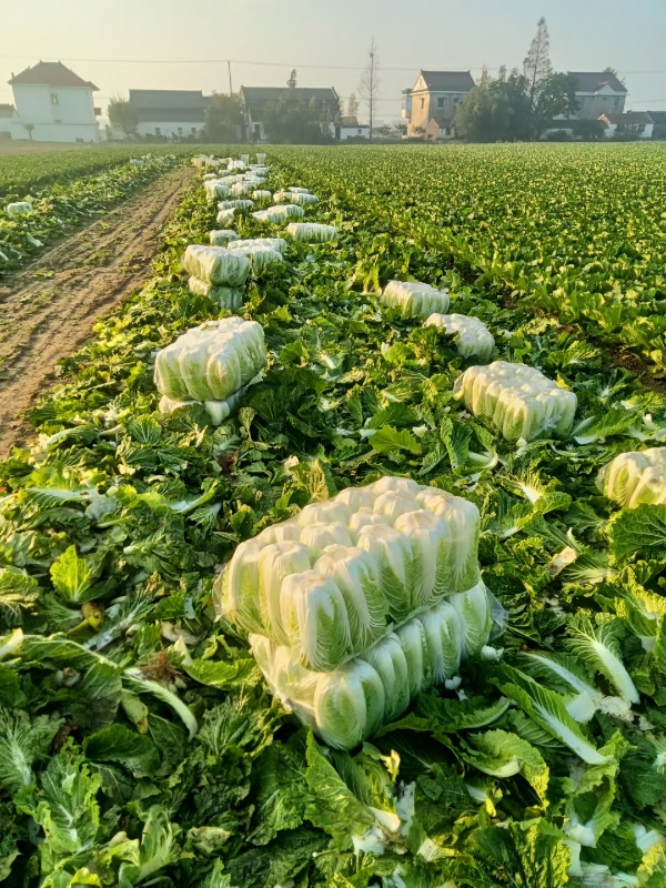 黄心大白菜白菜