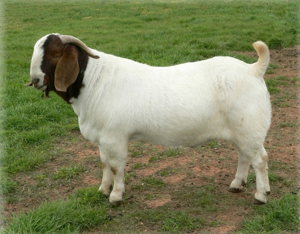 波尔山羊，原种波尔山羊