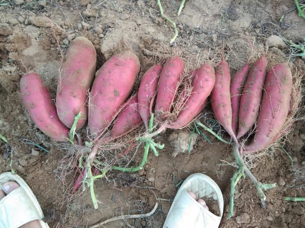 华北平原河北新乐农家种植绿色高质量红薯品质优质