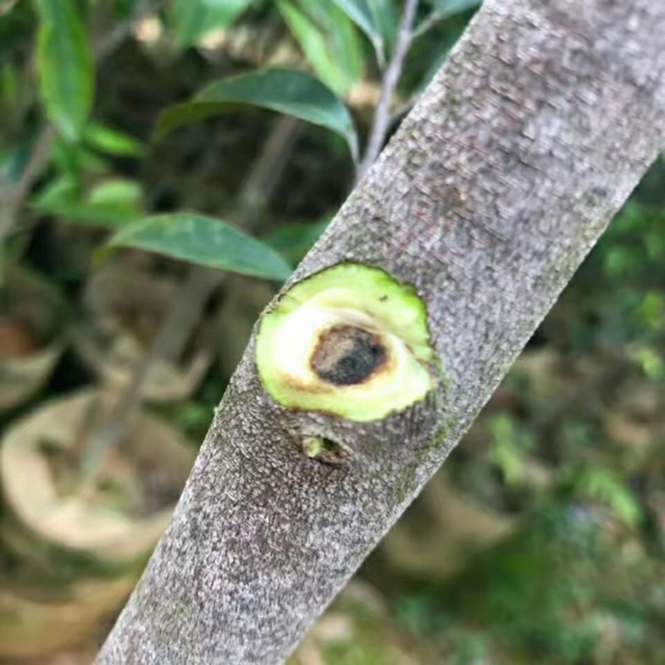 电白区观珠镇出售正宗奇楠沉香苗苗圃直发，保证成活。