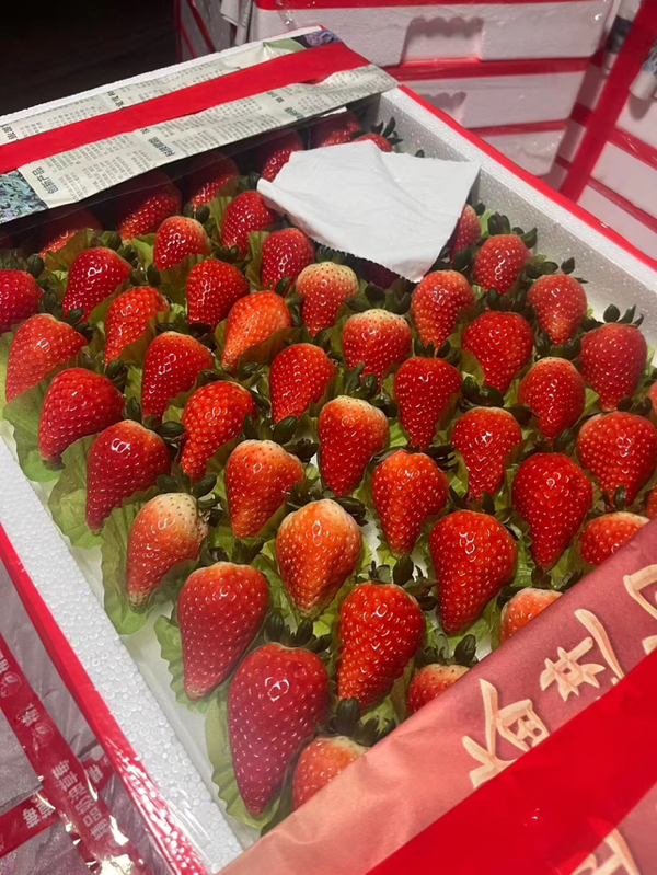 新鲜草莓上市大量供应批发妙香草莓红颜草莓甜查理草莓