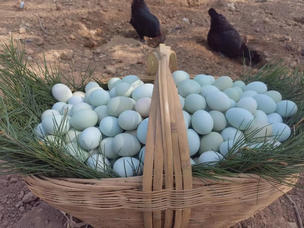 山林散养土鸡蛋420枚一箱