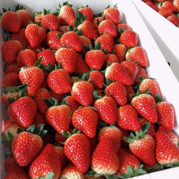 大量供应批发妙香草莓欢迎新老客户前来采购洽谈业务