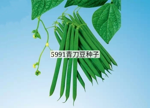 批发海德5991青刀豆种子