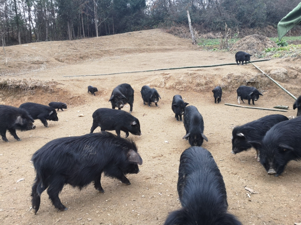 四川生态放养藏香猪养殖，绿色食品。
