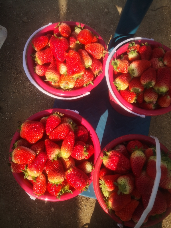草莓，奶莓山东临沂产地直供