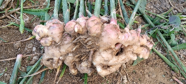 广东阳春市宝树堂种植生姜