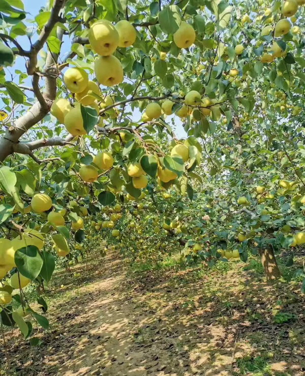 河南酥梨酥脆可口，都是自家种植的，需要的可以联系。