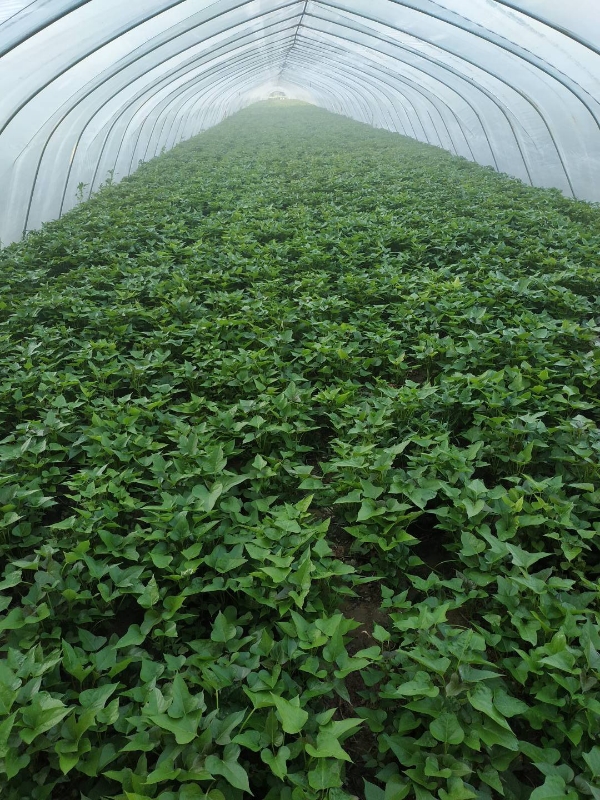 河南农科院-中华淀粉王脱毒红薯苗，淀粉含量高。