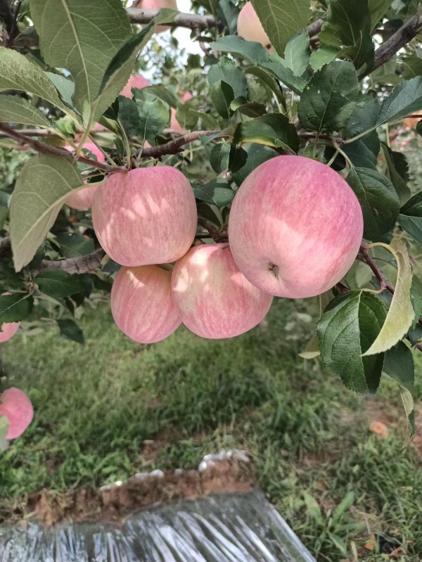 洛川早熟红富士苹果