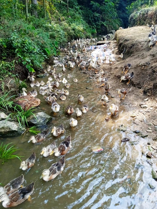 江西宜春林泉养殖基地（太湖鸭，三黄鸡等品种）