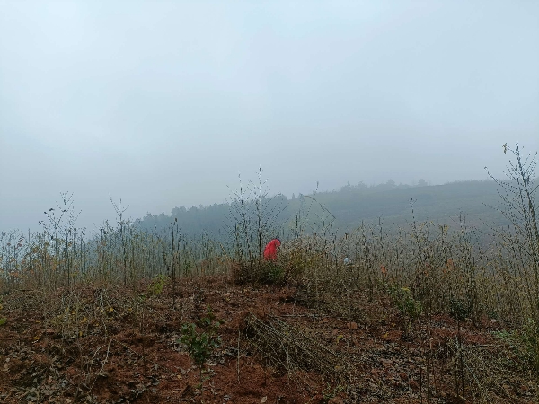 湖南永州野生山苍子苗有量（-年生）