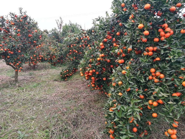 柑橘新品种基地湖南千思农林美国糖橘世纪红柑橘苗