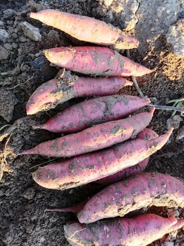 产地西瓜红红薯