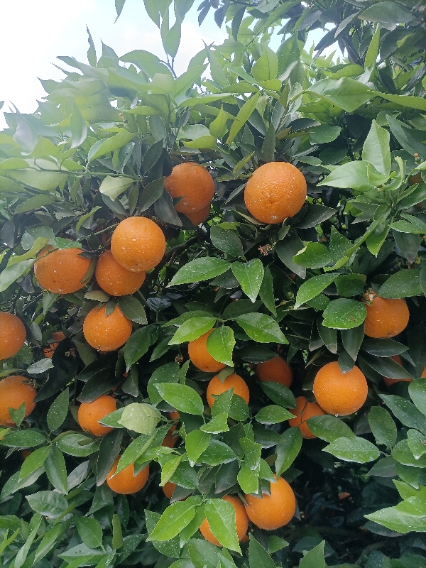 江永优质夏橙，产地直供，农户一手货源，采洗装一条龙