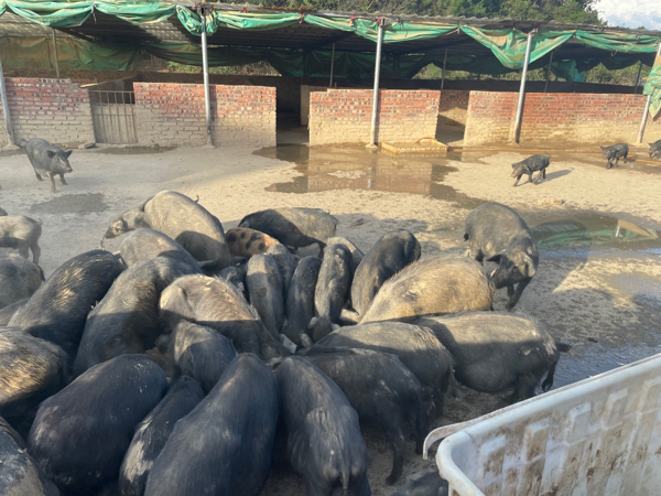 生态跑山藏香猪特价清栏出售