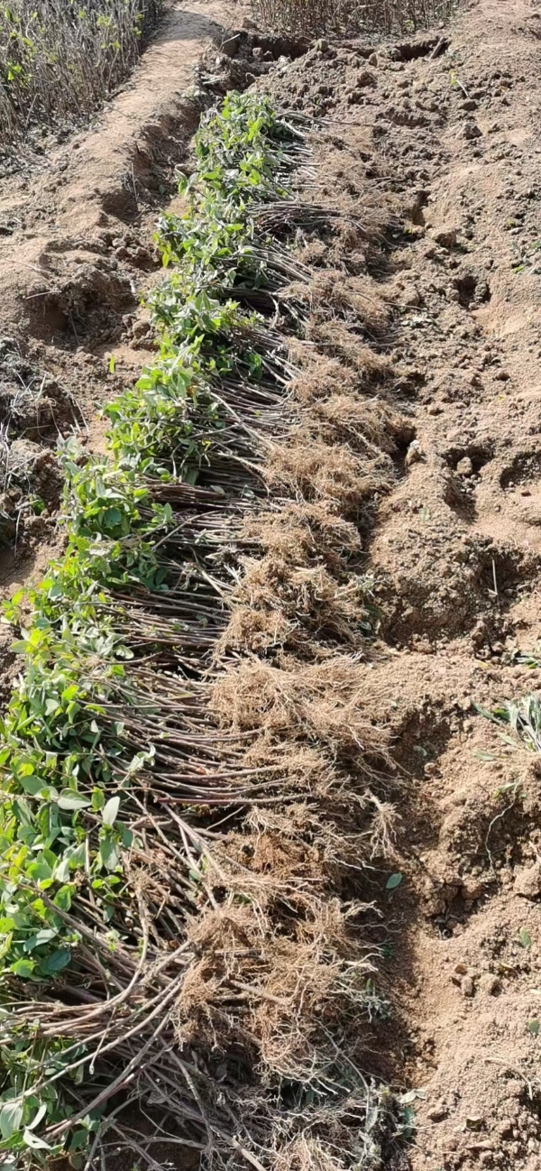 北花一号，基地直供，海药本草农业科技有限公司直供