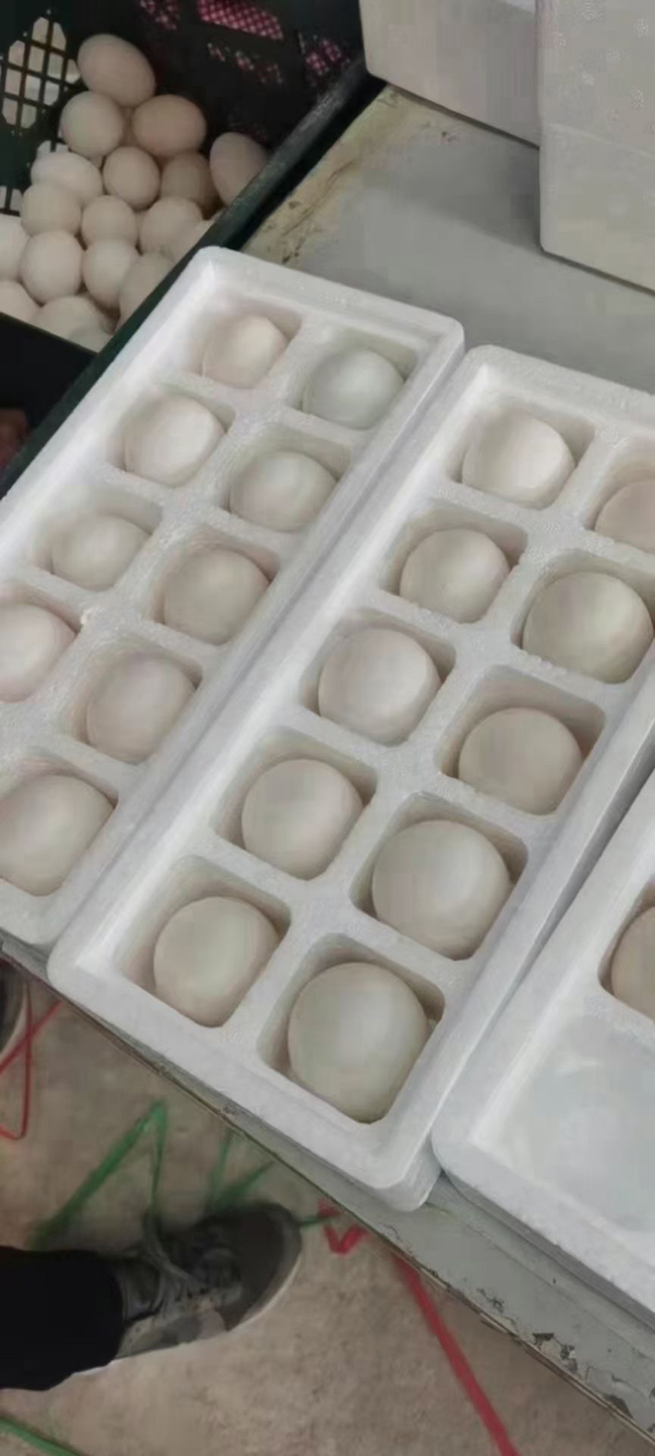 网红盒蛋，鹅蛋，雁鹅蛋大量有货，现装现发每盒10枚