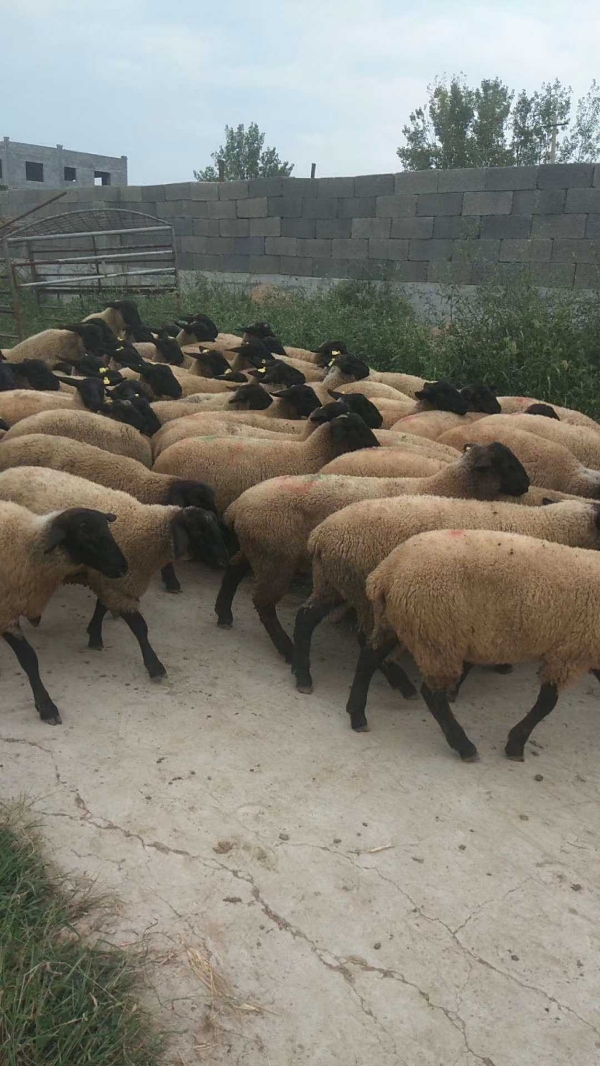 富民牧业销售波尔山羊，黑山羊小尾寒羊，杜泊绵羊等。