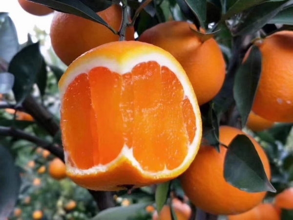 九月红果冻橙 纽荷尔 长虹中华红血橙产地大量供应