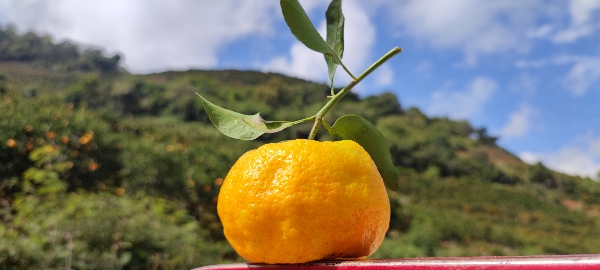 小温柑橘