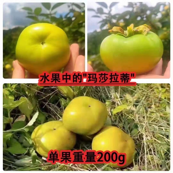 广西桂林恭城大秋甜脆柿