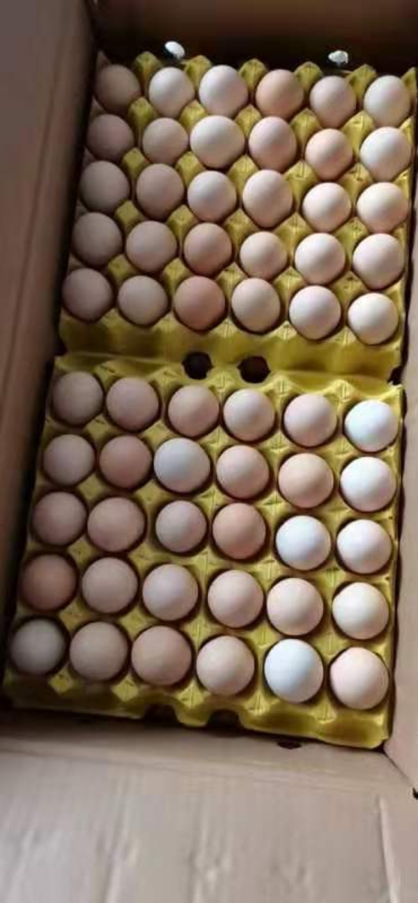 鸡蛋常年出售红白粉绿壳蛋！量大从优