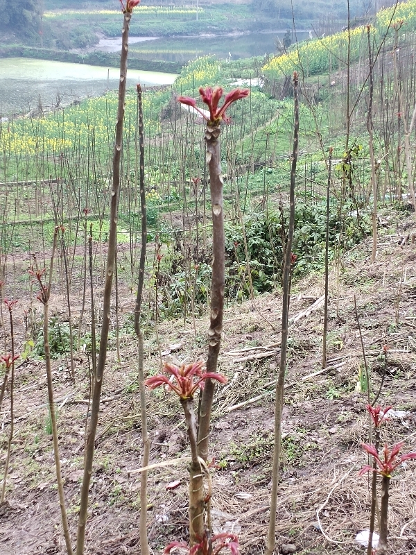 四川大竹香椿第一县