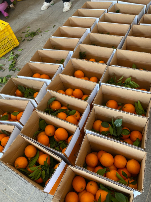 赣南脐橙精品果 承接企业订单 水果市场 微商